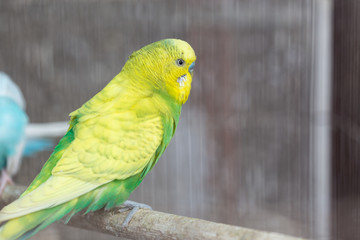 Group of Fancy color Budgerigar