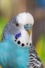Group of Fancy color Budgerigar