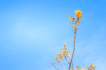 Red leaves and yellow young bud of silk-cotton tree flower (Cochlospermum religiosum) with blue sky background and copy space for text. Cochlospermum religiosum, is also known as buttercup tree.