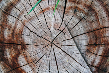 Old natural pattern of a tree stump. Beautiful wooden texture background.