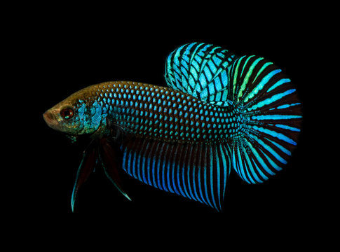 Close-up image of Mahachai betta fish isolated on black background.
