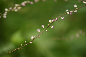 ヌスビトハギ