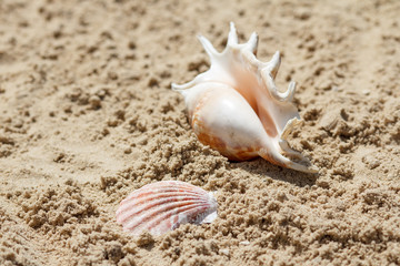 Sea shells with sand on the background. Summer beach. Seashell collection.