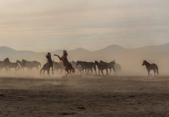 wild horses fighting