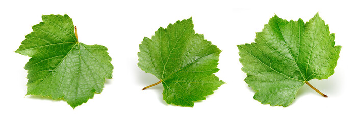 Grapes green leaf isolated