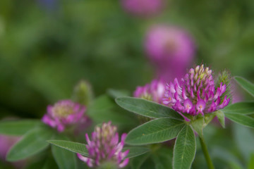 Floral summer background, soft focus. Blooming clover. Blurred background.