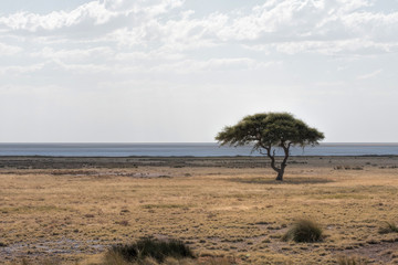 acacias in etosha in Namibia