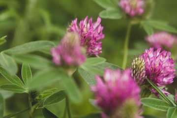 Floral summer background, soft focus. Blooming clover. Blurred background.