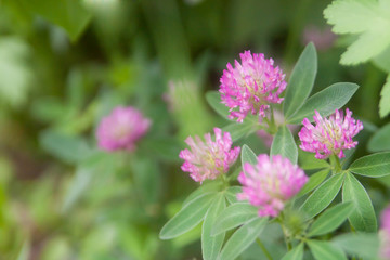 Fototapeta premium Floral summer background, soft focus. Blooming clover. Blurred background.