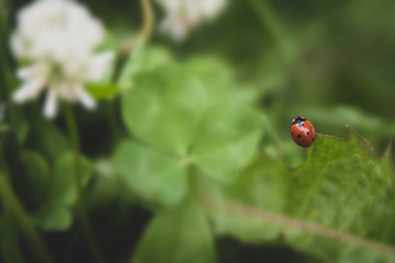 Obraz na płótnie Canvas Floral summer background, soft focus. Blooming clover. Blurred background. Ladybug