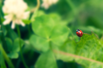Floral summer background, soft focus. Blooming clover. Blurred background. Ladybug