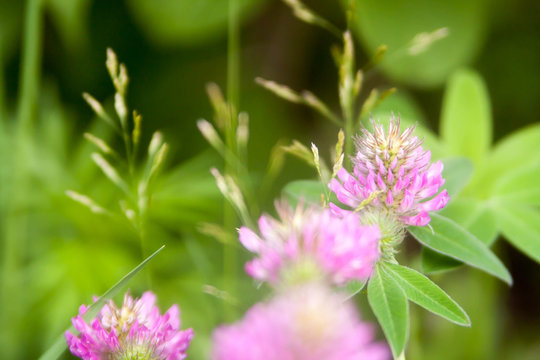 Floral summer background, soft focus. Blooming clover. Blurred background.