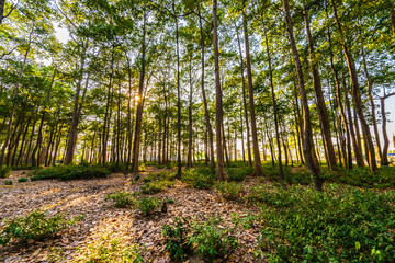 Trees in remote rural areas.