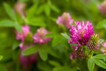 Floral summer background, soft focus. Blooming clover. Blurred background.