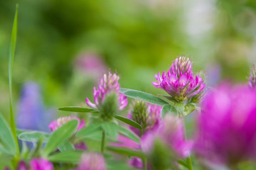 Floral summer background, soft focus. Blooming clover. Blurred background.