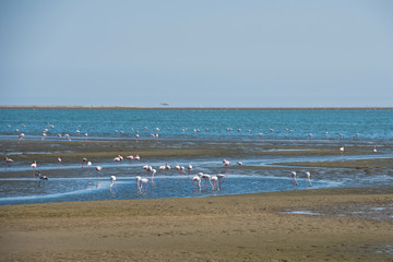flamingos in Namibia