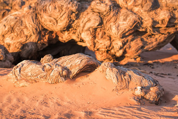 acacia tree trunk in Namibia