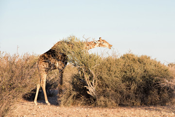 Giraffes in Namibia