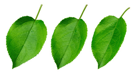 Apple leaf isolated