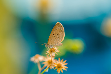 Afternoon light on clear day.