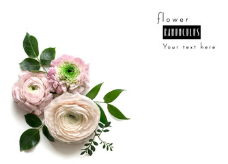 Composition from pink Ranunculus on white background with space for text. Floral background. Top view. Copy space. Mock-up