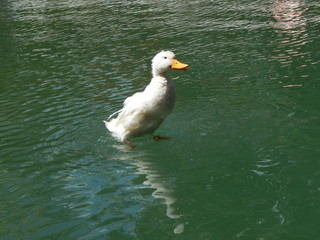 wet white duck