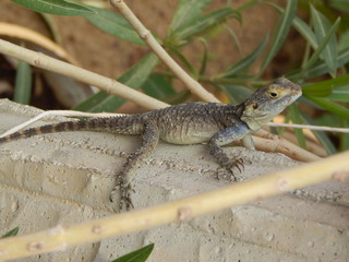 lizard on the stone.