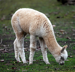 Obraz na płótnie Canvas Young alpaca. Latin name - Vicugna pacos 