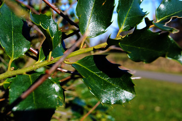 green leaves and branches