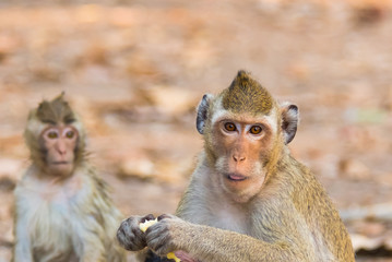 Naklejka premium Monkey in Thailand.8