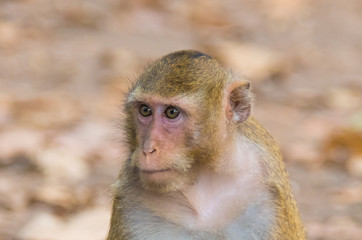 Monkey in Thailand.10