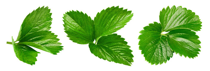 Strawberry leaves Clipping Path