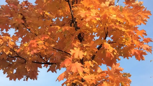 Beautiful autumn leaves on maple trees, fall season