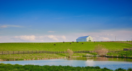Cows Grazing on Hillside with Barn