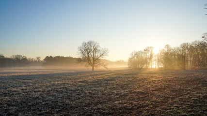 Fototapeta premium Tiefstehende Sonne und Nebel im winterlichen Stadtpark von Magdeburg