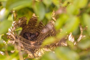 squab chick birds two days old yellow vented bulbul in the nest 