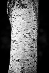 B&W Closeup of Birch Tree Bark