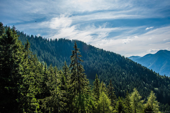 Germany alps full of thick forest on a sunny day © Franz
