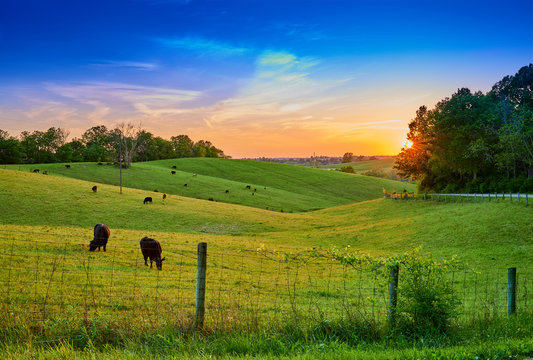 Field Of Cows Grazing At Sunset