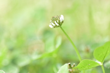 clover