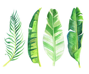 Banana palm watercolor tropic plants set leaves. Hand painted exotic botanical illustration isolated on white background