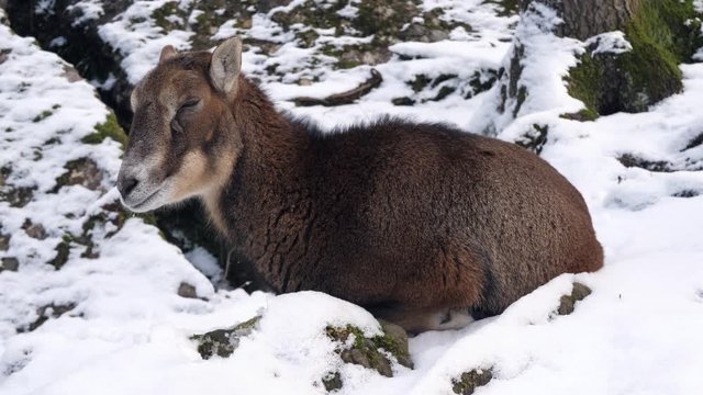 deer in a snow covered areal