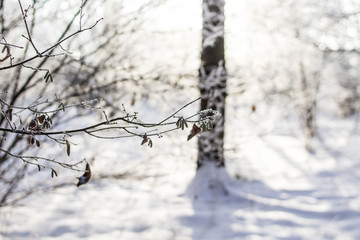 Sunshine in the winter forest. Snowy branches