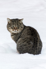 Beautiful grey cat in the snow