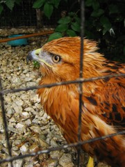 Yalta Zoo in Crimea Brown falcon bird
