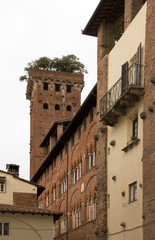 Fototapeta na wymiar Torre Guinigi, via st andrea à Lucques (Toscane Italie)