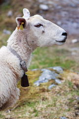 Obraz premium sheep close-up in spring in Norway