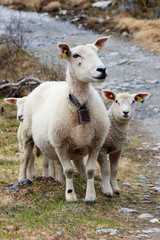 sheep close-up in spring in Norway