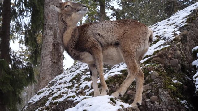 deer in the forest