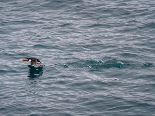 Atlantic cute puffin on the cold ocean, Svalbard, Norway
